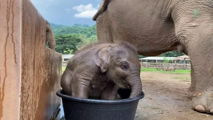 Adorable Baby Elephant Takes Her First Bath and Captivates Millions