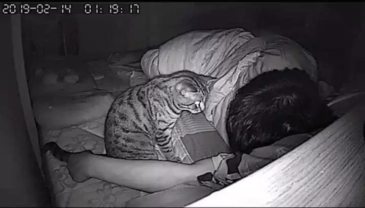 Owner Installs Bedroom Camera and Uncovers His Cat’s Hilarious Secret Nighttime Shenanigans
